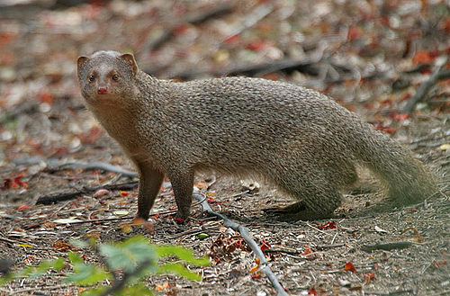 Indian gray mongoose